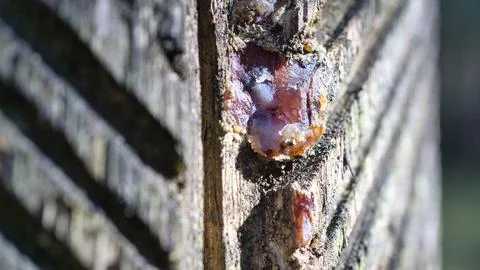 Close up of Liquid Tree Resin on Grooved Tree Bark. Stockfoto's
