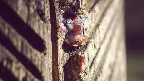 Close-up of Liquid Tree Resin on Grooved Tree Bark Stock Photos