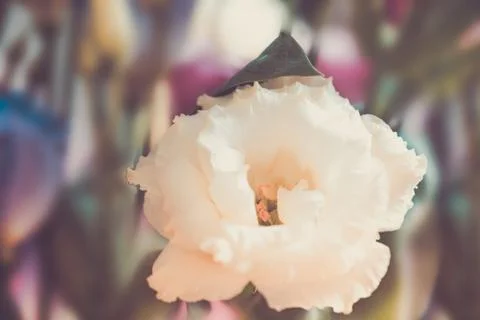 Close-up of lisianthus 写真素材