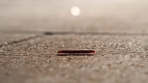 Close up a litle millipede walking on cement concrete. Stock Footage 142010008