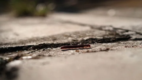 Close up a litle millipede walking on cement concrete. Stock Footage 142010456