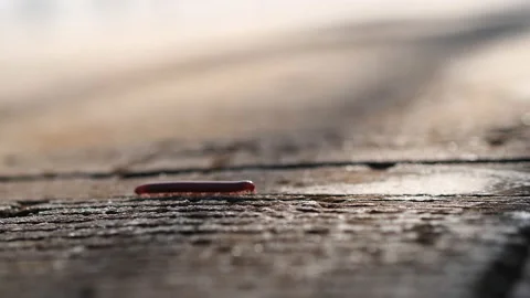Close up a litle millipede walking on cement concrete. Stock Footage 142011853