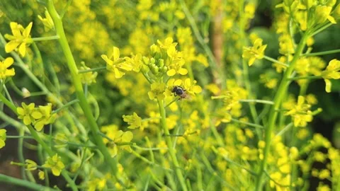 Close-up of little bee gather nectar on yellow rapeseed flowers in the field. Stock Footage 267393762