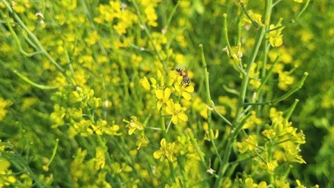 Close-up of little bee gather nectar on yellow rapeseed flowers in the field. Stock Footage 267543709