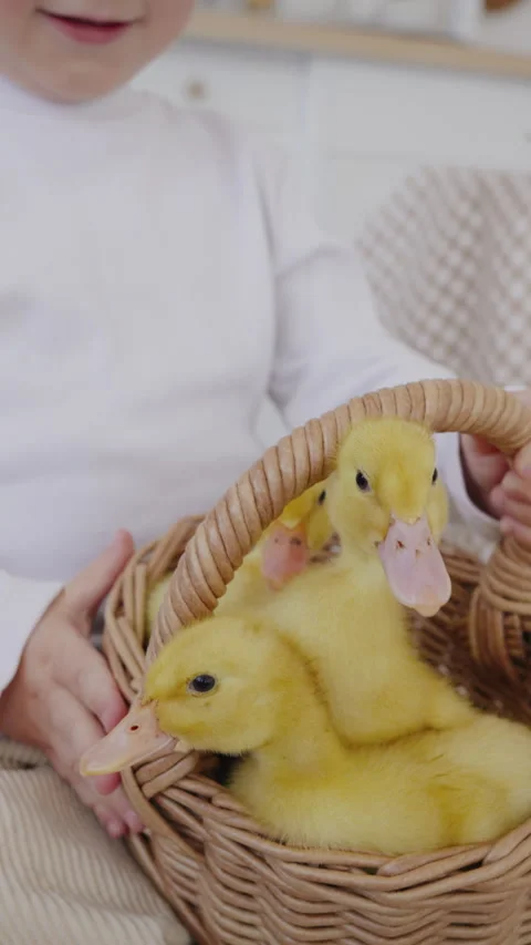 Close-up, little boy holding a wicker basket with fluffy yellow ducklings Stock Footage 306385573
