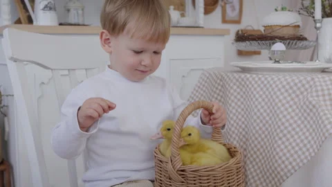 Close-up, little boy holding a wicker basket with fluffy yellow ducklings Stock Footage 306469798