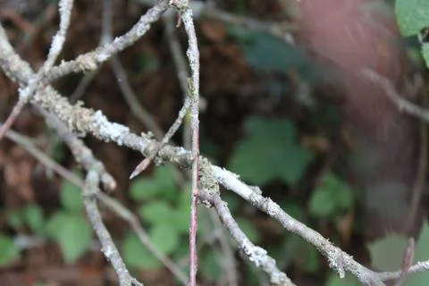 Close up of little branches Stock Photos