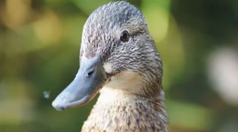 A close up of little a brown duck Stock Footage