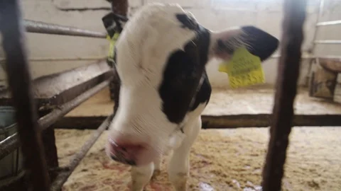 Close-up of a little calf Stock Footage 116657164
