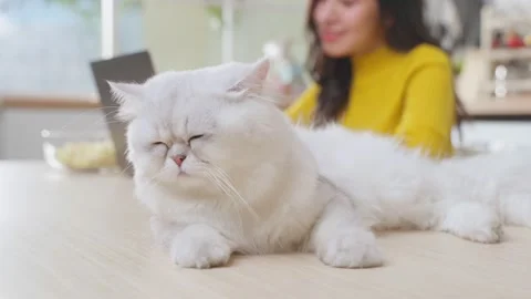 Close up of little cat lying on table while woman owner work at home. Stock Footage 171276258