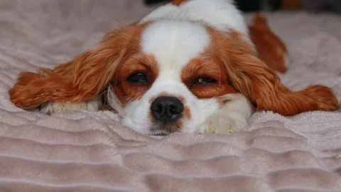 Close-up Little Cavalier King Charles Spaniel puppy sleeping sweetly Stock Footage 276813566