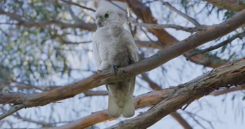 Close Up Of Little Corella Fly Away, 8K 動画素材 333506604