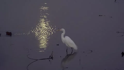 Close-up of a little egret, in the water. night shooting los angeles usa Stock Footage 270917341
