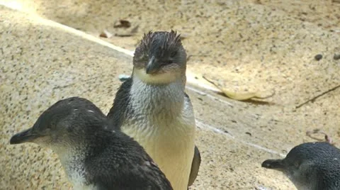 Close-up of a little fairy penguin Stock Footage