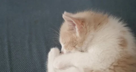 Close up. little fluffy cute kitten sleeping on the sofa Stock Footage 154259427