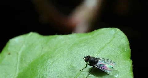 Close Up Of The Little Fly On The Green Leaf Stock Footage 108464513