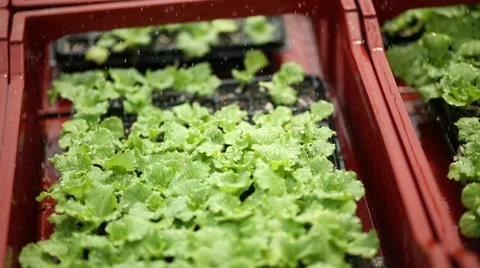 A close up little gem type of lettuce footage Stock Footage 60766368