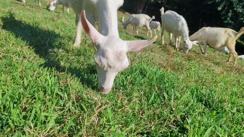 Close-up. little goat eats grass. herd of young white goatlings grazing on a Stock Footage 113047799