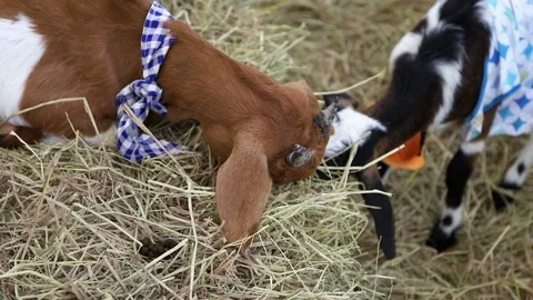 Close up of little goat in farm. Stock Footage 103419785