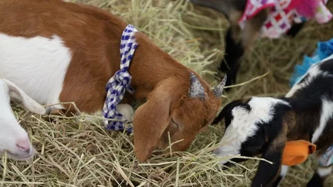 Close up of little goat in farm. Stock Footage 103422876