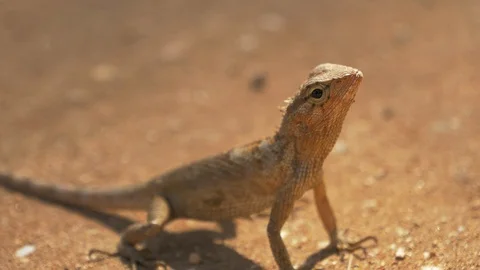 Close-up of a little lizard. Stock Footage 121689896