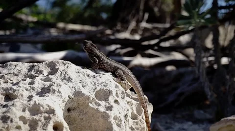 Close up of little lizard on a rock Stock Footage 48500887