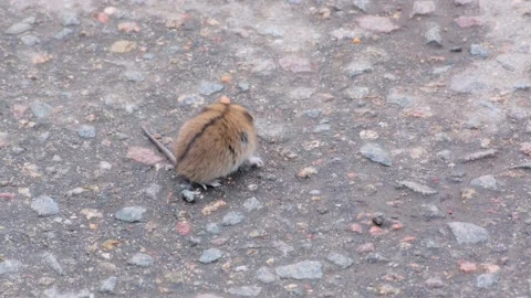 Close-up of a little mouse vole looking for food on the roadway Stock Footage 162027289