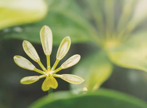 Close up little multi leafs Stock Photos