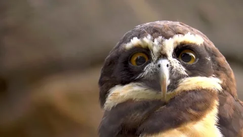 A close-up of a Little Owl Stock Footage 288647782