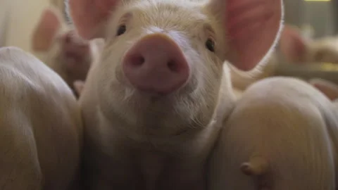 Close Up of a Little Pig looking to the camera Vidéo 247026655