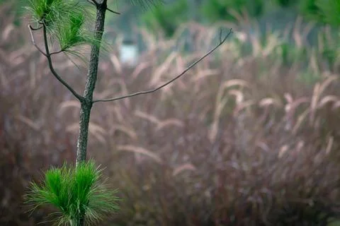 Close-up little pine tree with soft focus red wild grass background. Suitable Stock Photos