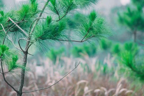 Close-up little pine tree with soft focus red wild grass background. Suitable Stock Photos