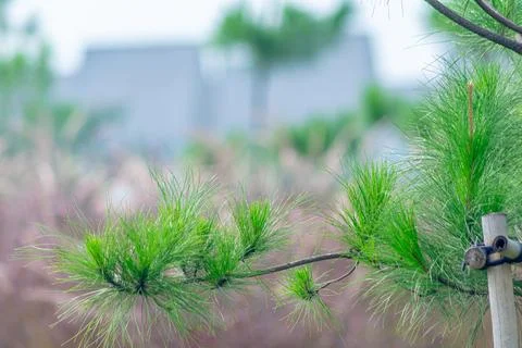Close-up little pine tree with soft focus red wild grass background. Suitable Stock Photos