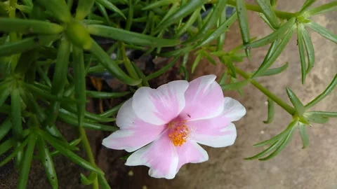 Close up of a little pink flower Stock Footage 155609623