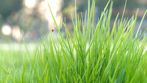 Close up little red bug on fresh green grass in the morning Stock Footage 104593107