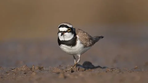 Close-up of a Little Ringed Plover foraging on a beach. 動画素材 303913375
