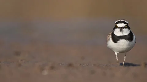 Close-up of a Little Ringed Plover foraging on a beach. 動画素材 303913668