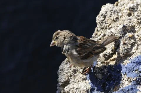 Close-up on a little sparrow Stock Photos