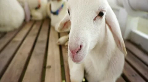 Close up to little white lamb Video stock 46099557
