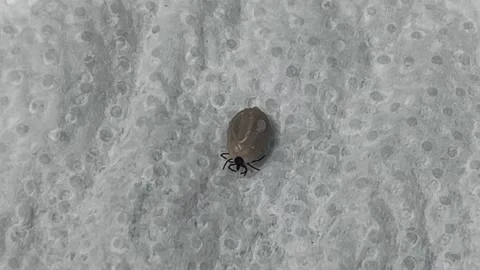 Close up of a live brown dog tick Stock Footage 308969074