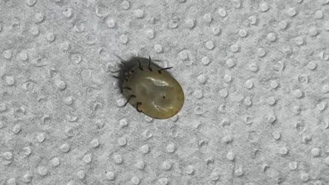 Close up a live brown dog tick removed from the side lies upside down Stock Footage 309207032