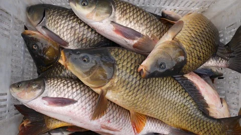 Close up of live common and grass carp fish Stock Footage 89135578