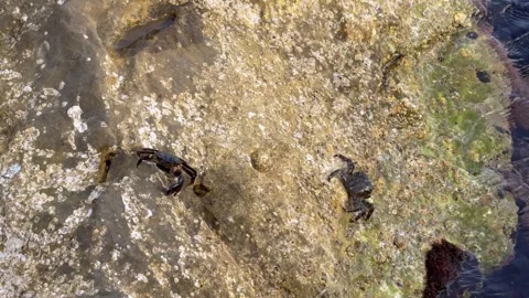 Close-up of a live crab sitting on a rock in the ocean. The crab Video stock 276335104