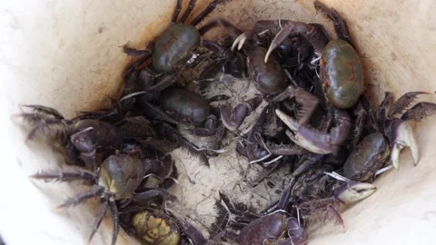 Close up of live crabs moving around in a white plastic restaurant bowl cook. Stock Footage 149071586
