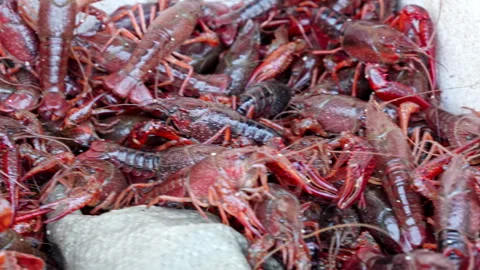 Close-Up of Live Crawfish in a Container at a Shanghai Market Stock Footage 336679824