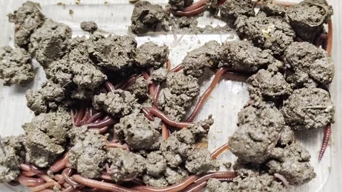 Close up of live earthworms crawling and wriggling in moist soil 스톡 동영상 343355402