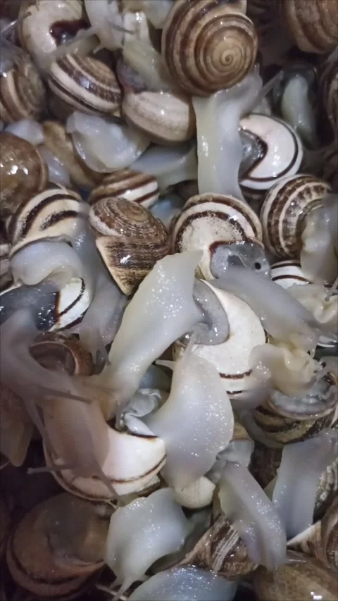 Close Up of Live Garden Snails Crawling in a Group Stock Footage 335651045