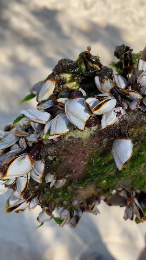 Close-up of live goose barnacles in a hand on the beach, Hainan, China 스톡 동영상 302473857