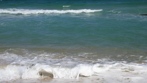 Close-up of live goose barnacles moving in a hand, Vídeos de archivo 302473955