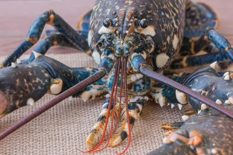 Close up of live lobster on kitchen table homarus gammarus Stock Photos